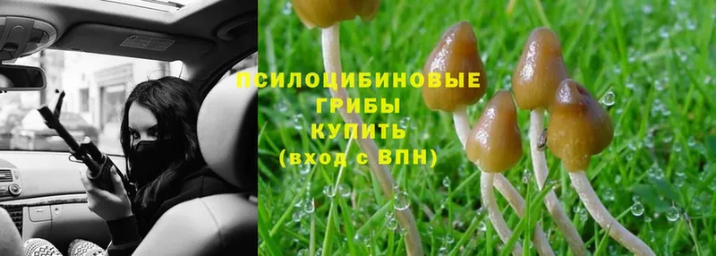 купить наркоту  Алупка  Псилоцибиновые грибы Psilocybe 